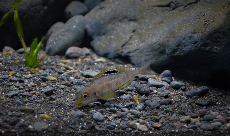 Xenotilapia sp. 'papilio sunflower' Mibwebwe